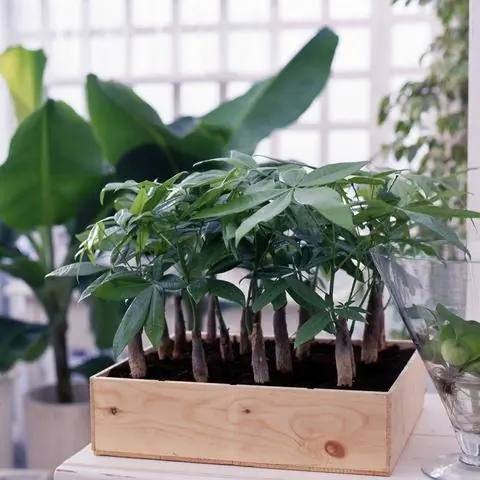 Счастливые каштаны в группе