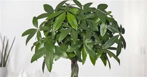 Счастливый каштан