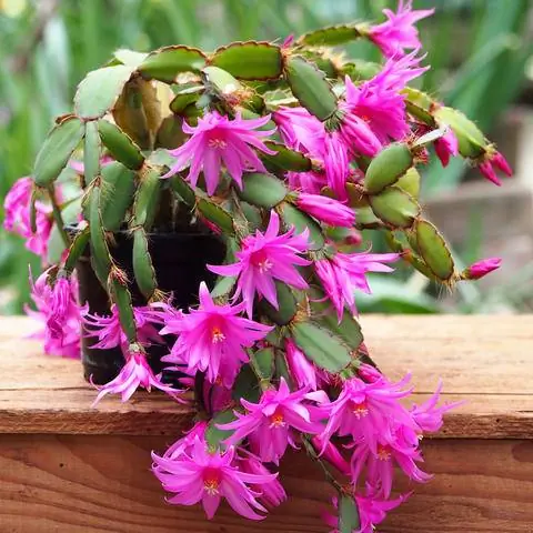 Пасхальный кактус