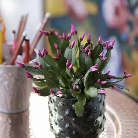 Пасхальный кактус