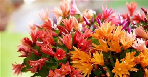 Пасхальный кактус