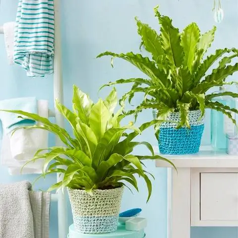 Озеленение ванной комнаты папоротником