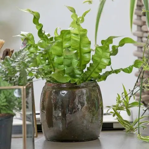 Папоротник гнездо комнатного растения