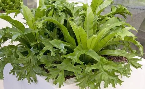 Гнездо папоротника Asplenium nidus Crissie'