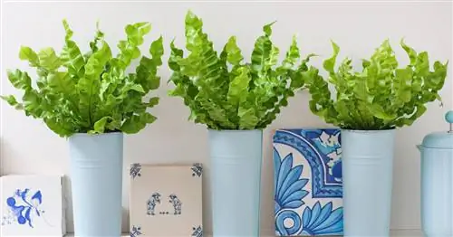 Гнездо папоротника