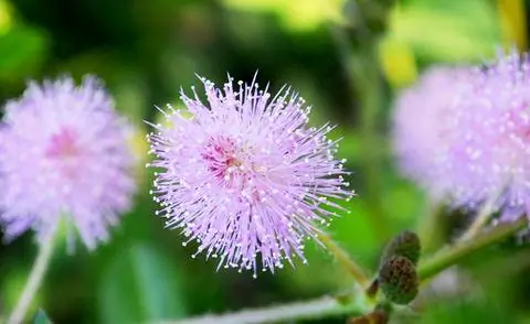 цветок мимозы