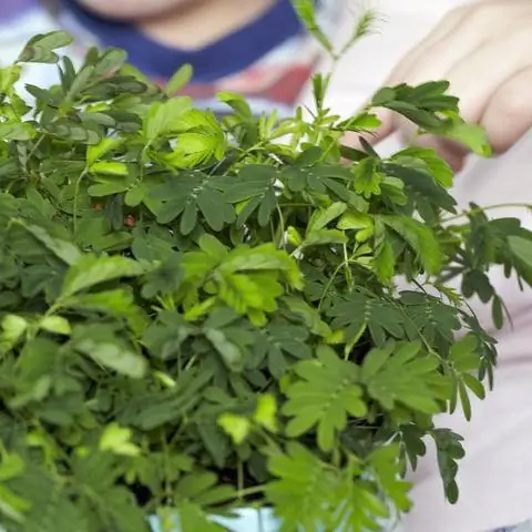 При прикосновении мимоза складывает листья вместе