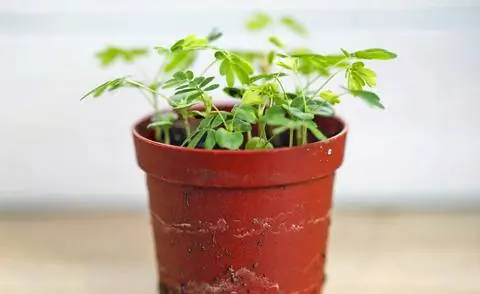 Молодые растения мимозы в горшке