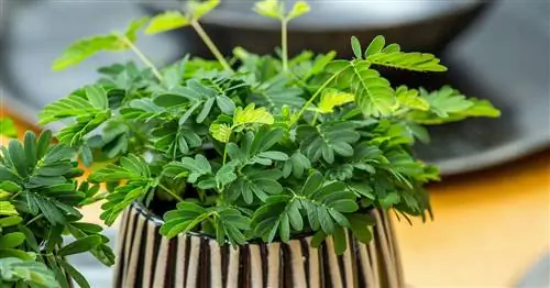 Мимоза, чувствительное растение