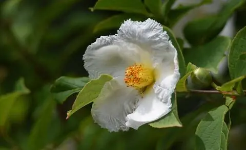 Цветок ложной камелии (Stewartia pseudocamellia)