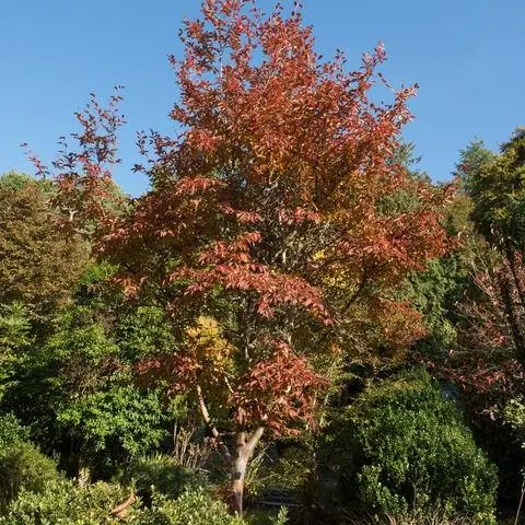 Ложная камелия (Stewartia pseudocamellia) с осенними цветами