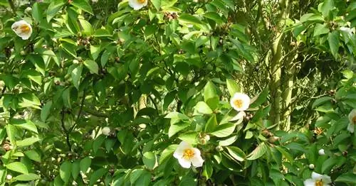 Имитация камелии