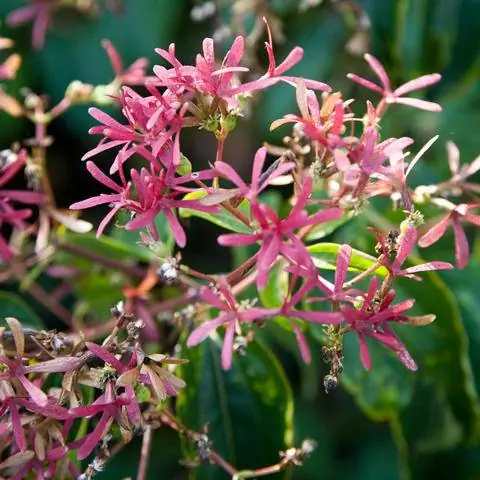 Цветущий куст семи сыновей неба