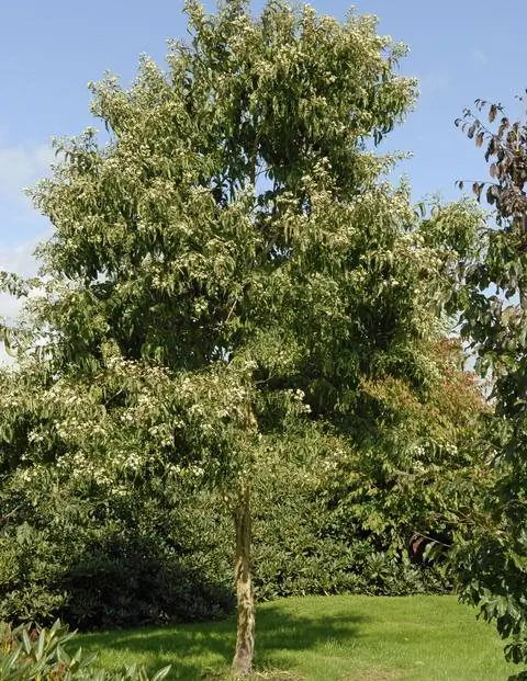 Кустарник семи сыновей неба