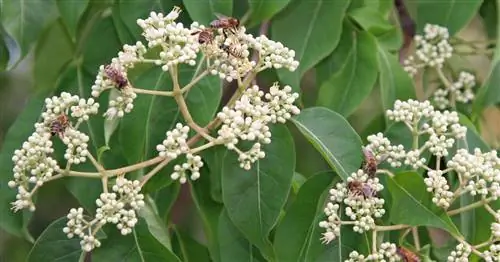 Кустарник Семи Сыновей Неба