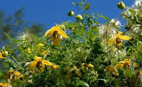 Золотой клематис (Clematis tangutica)