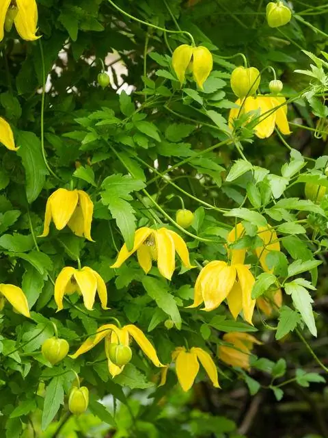 Клематис тангутический 'Лэмбтон Парк'