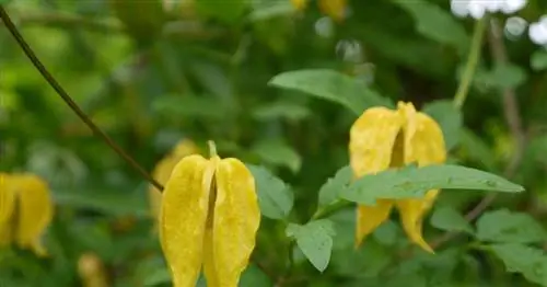 Золотой клематис