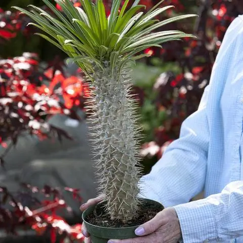 мадагаскарская пальма