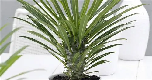 Мадагаскарская пальма