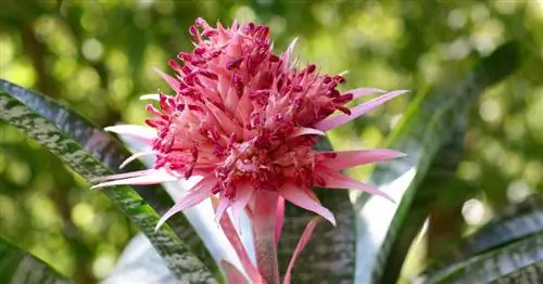 Эхмея, розетка копий