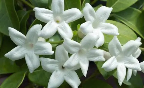 Ловушка в виде венка (Stephanotis floribunda)