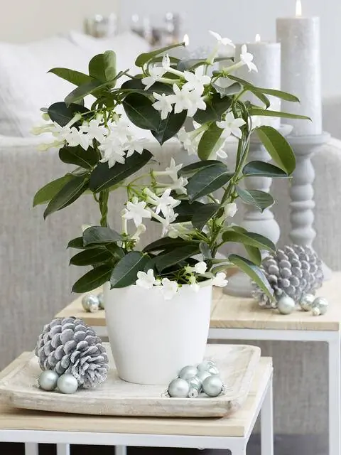 Стефанотис в венке