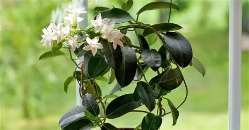 Стефанотис, венок-петля