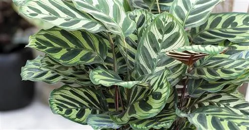 Калатея, Корбмаранте