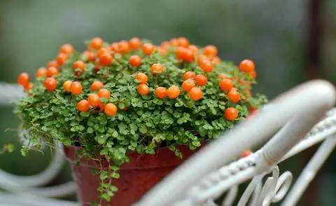 Коралловый мох любит просторное место.