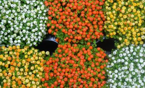 Ягоды кораллового мха белого, желтого и оранжевого цвета