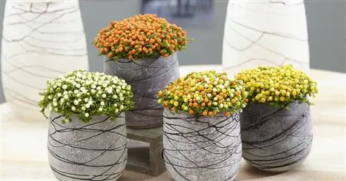 Коралловый мох, Нертера