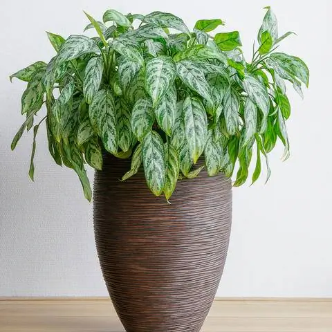 Лиственное декоративное растение Поршневая резьба