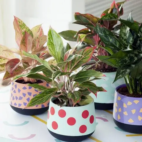 Разновидности початковой нити