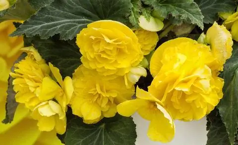 Бегония 'Non Stop Joy Yellow'