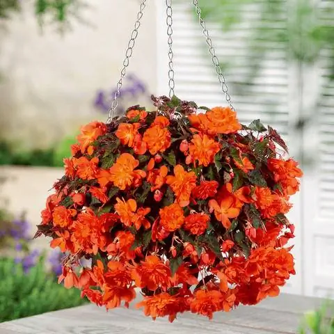 Подвесная корзина с луковичными бегониями