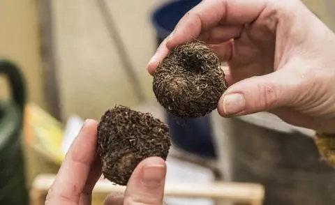 Клубневые бегонии Разделить клубни