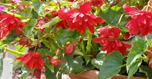 Клубневые бегонии