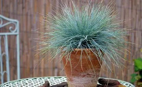 Овсяница голубая в горшке