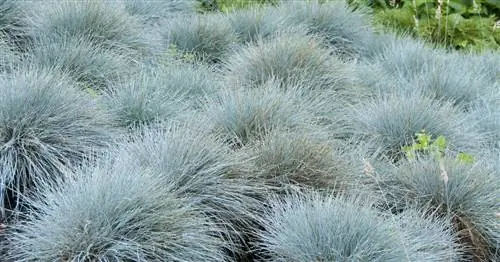 Овсяница голубая