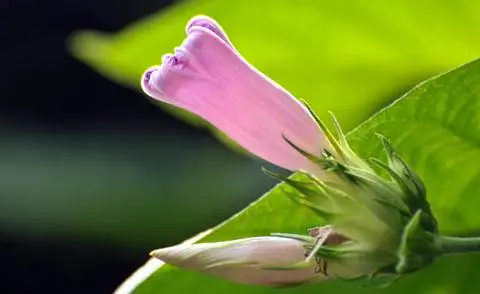 ипомея, ипомея, ипомея, ипомея