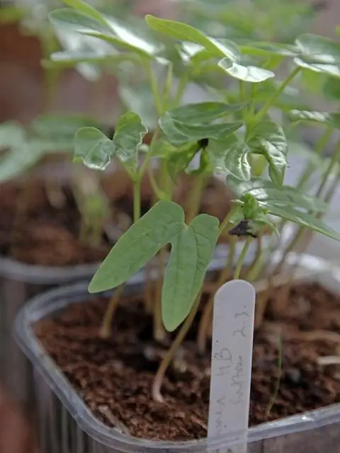 Молодое растение Ipomoea tricolor 'Heavenly Blue'