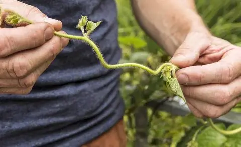 Росток ипомеи