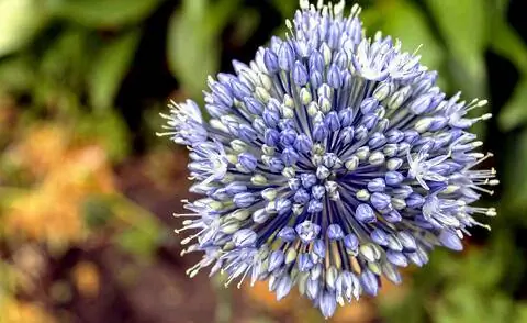 Цветы голубого лука