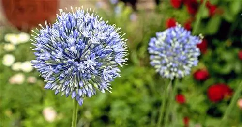 Лук-порей, Синий лук-порей