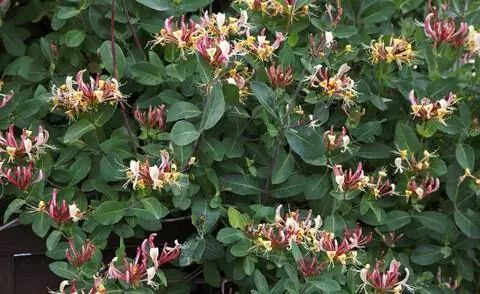 Lonicera heckrottii 'Goldflame'