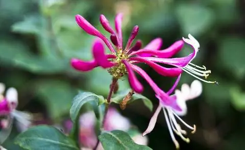 Lonicera periclymenum 'Serotina'