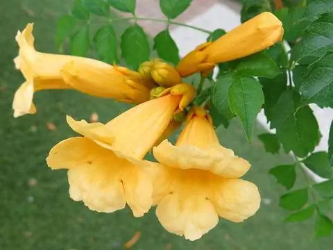 Желтый трубчатый цветок (Campsis radicans 'Flava')
