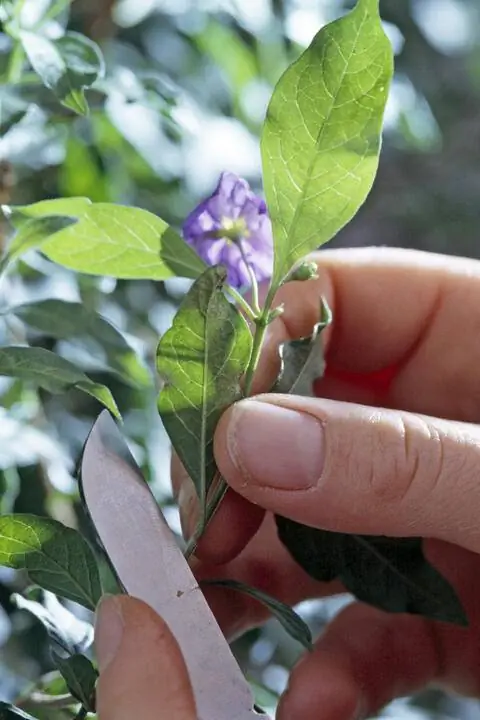 Срежьте черенки с куста горечавки