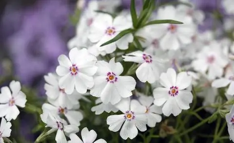 Флокс субулатный 'Amazing Grace'